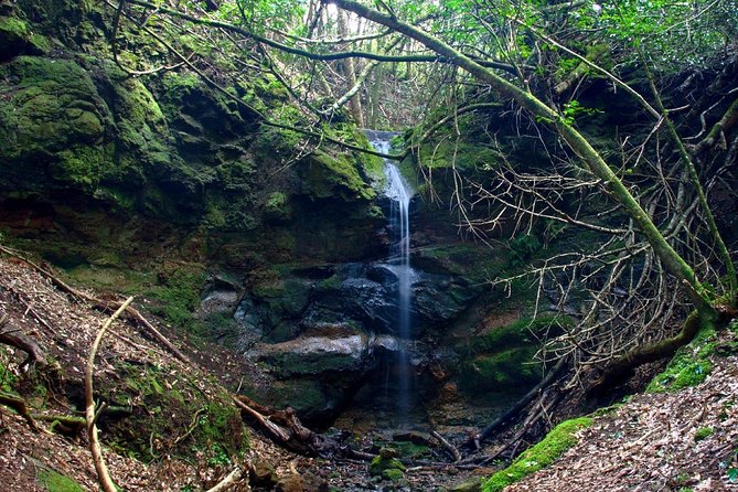 Small Group Guided Hiking in Anaga Rural Park in Tenerife - Walking the shaded Anaga forest trails