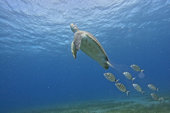 Small Group Snorkeling in Abades Bay with Licensed Guide - Key points to know before you book