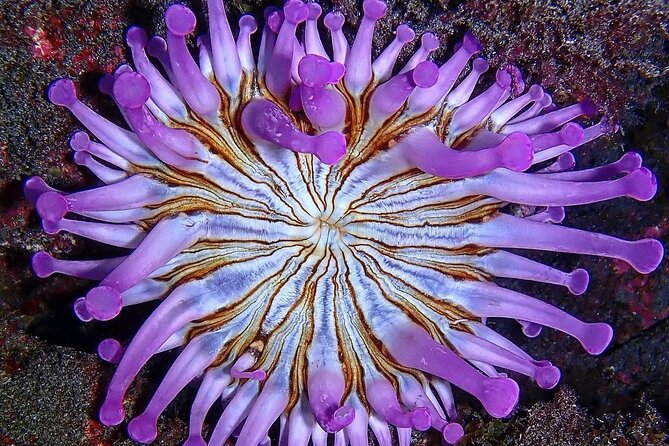Small Group Snorkeling in Abades Bay with Licensed Guide - Why Abades Bay makes a good snorkeling stop
