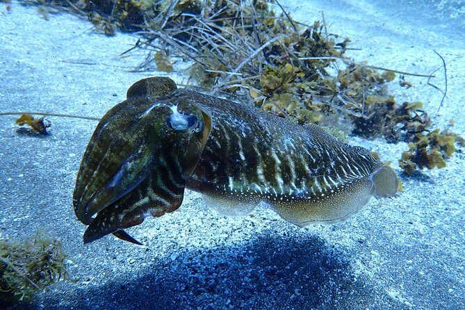 Small Group Snorkeling in Abades Bay with Licensed Guide - What the $69.79 price really includes