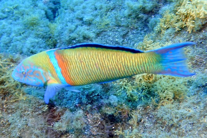 Small Group Snorkeling in Abades Bay with Licensed Guide - Weather, cancellation, and group conditions