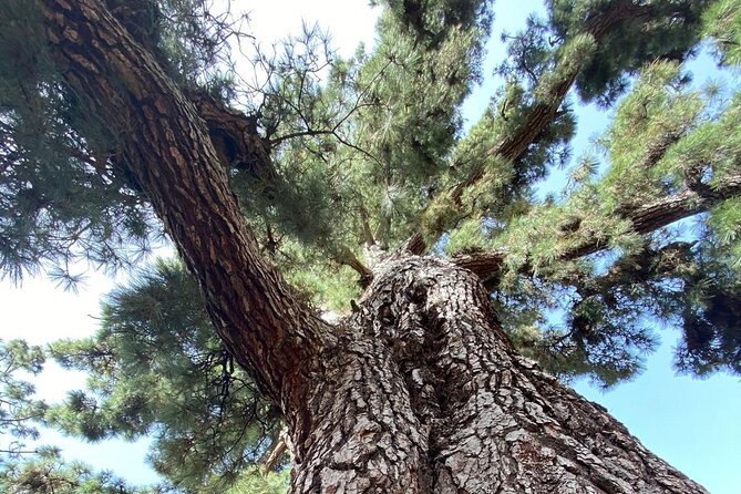 Small Group Teide National Park Volcanic and Forest Wonders - Who will enjoy this Teide tour most?