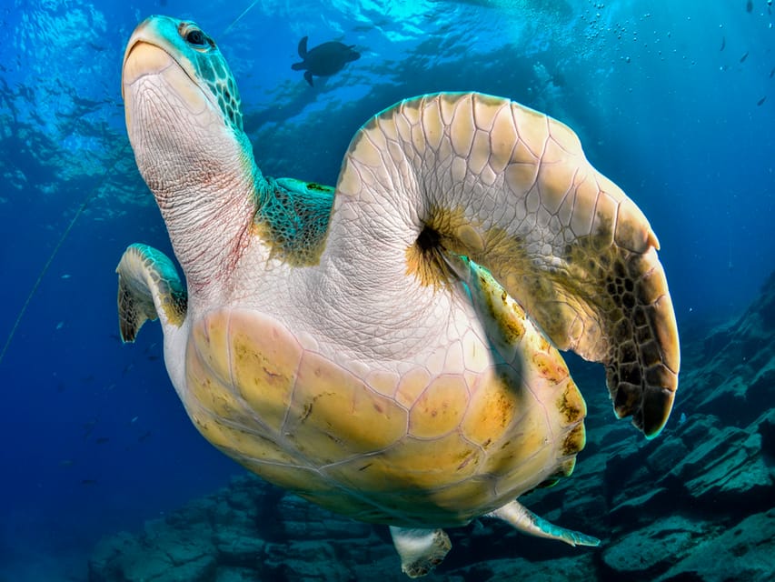 Snorkeling Boat Trip in Marine Turtles Natural Habitat - The guide and the safety setup