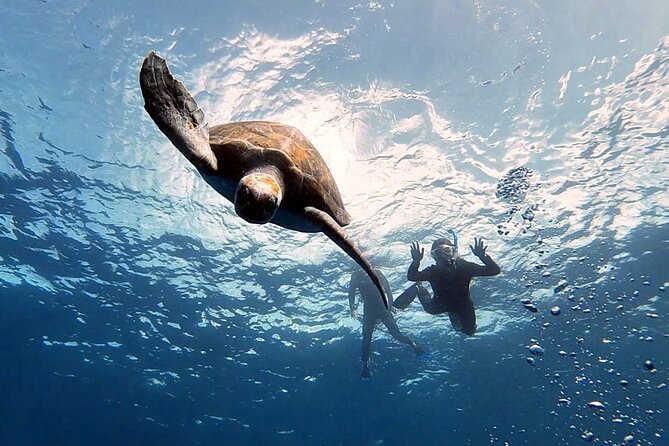 Snorkeling excursion in the Rayas and Turtles Zone - What the Rayas and Turtles Zone Is Really About