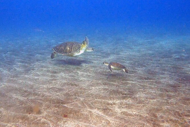 Snorkeling excursion in the Rayas and Turtles Zone - Marina del Sur by Boat or Abades from the Coast