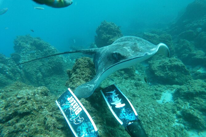 Snorkeling excursion in the Rayas and Turtles Zone - Is $66.16 a Fair Price?