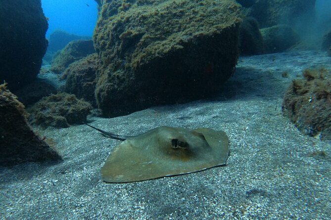 Snorkeling excursion in the Rayas and Turtles Zone - Practical Details Before You Book