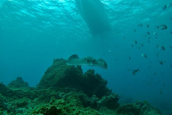 Snorkeling excursion in the Rayas and Turtles Zone - How This Compares With a Larger Boat Trip