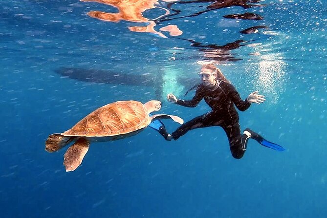 Snorkeling excursion in the Rayas and Turtles Zone - A 90-Minute Session With Time in the Water