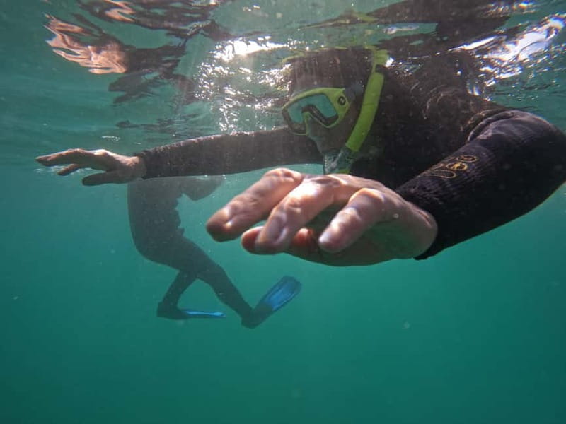 Snorkeling in tenerife south: Discover the underwater world - Key points for your Tenerife snorkeling trip