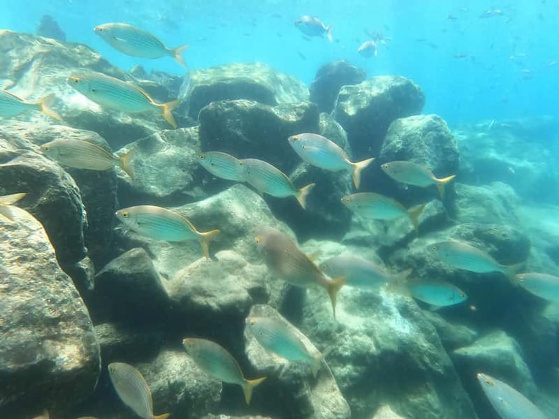 Snorkeling in tenerife south: Discover the underwater world - Starting at Hotel GF Isabel