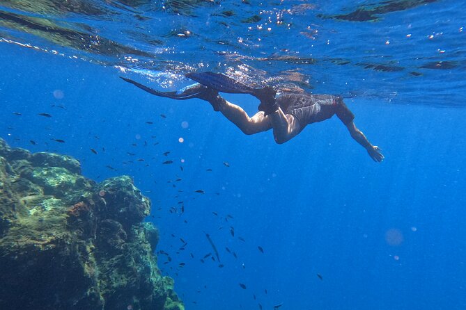 Snorkeling with a Professional Instructor in Tenerife - Rays, fish, and the possibility of a memorable swim