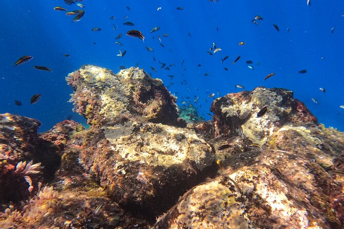Snorkeling with a Professional Instructor in Tenerife - A calm drink and a return to Los Cristianos