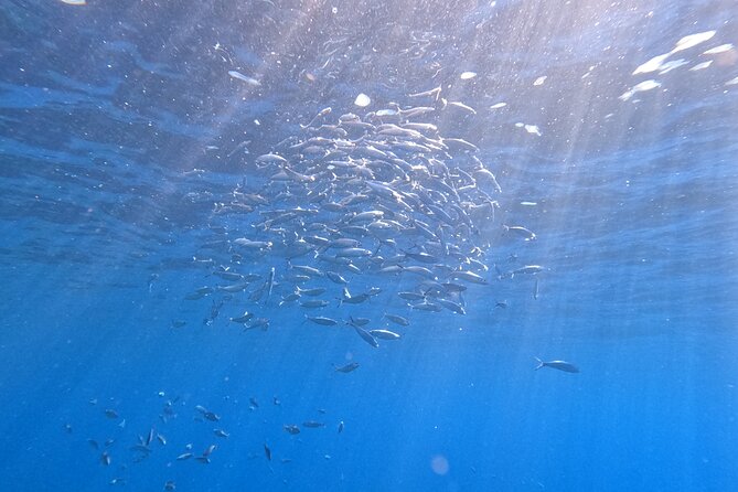 Snorkeling with a Professional Instructor in Tenerife - Who will get the most from this experience