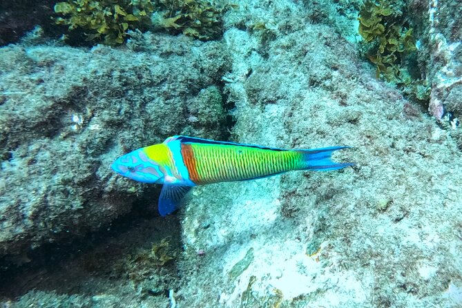Snorkeling with a Professional Instructor in Tenerife - The 30-minute transfer from your accommodation