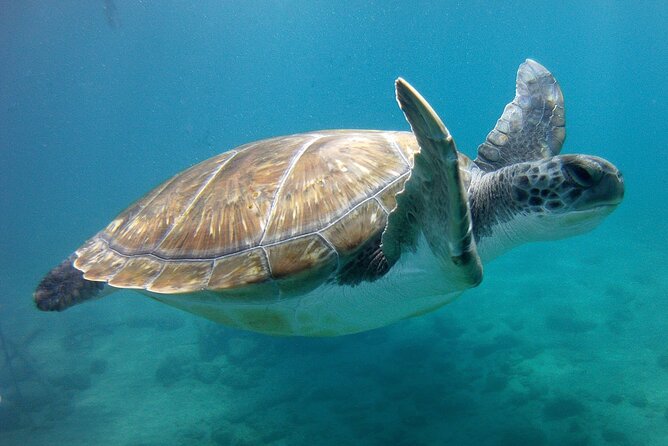 Snorkelling safari in a turtle area - Snorkelling where turtles are often seen