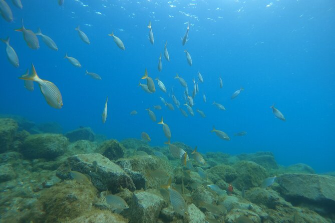 South of Tenerife : DSD Scuba Diving for beginners, Adeje - From Costa Adeje beach lesson to open water