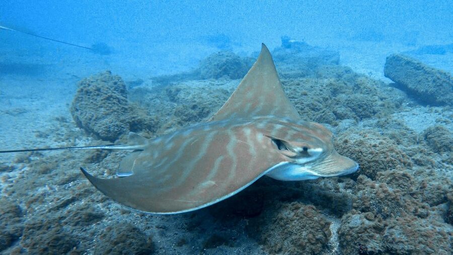 South Tenerife: Guided Snorkeling - Key Points Before You Book