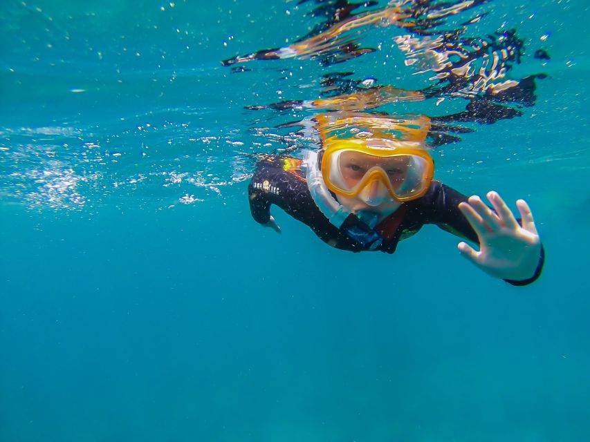 South Tenerife: Guided Snorkeling - Stingrays, Octopus, and Other Sea Life
