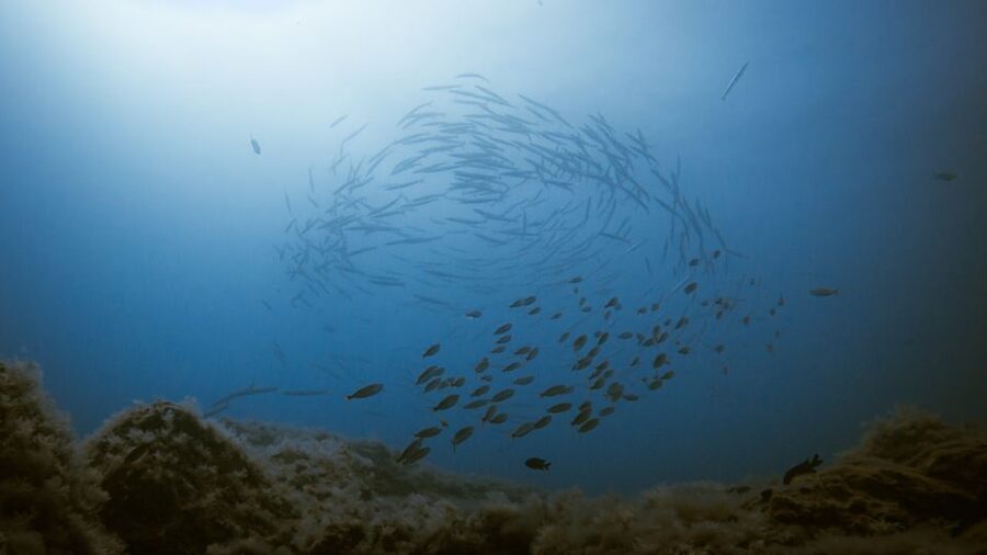 South Tenerife: Guided Snorkeling - Should You Book This Tenerife Snorkeling Trip?