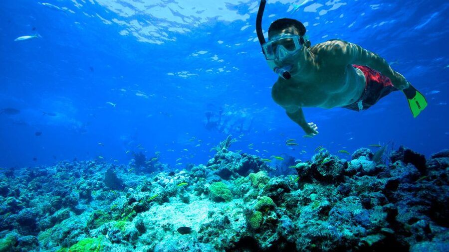 South Tenerife: Guided Snorkeling - Entering the Atlantic From the Shore