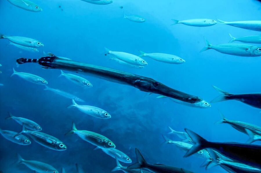 Southern Tenerife: 50-Minute Submarine Dive - Audio commentary and onboard guidance