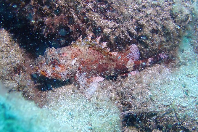 SSI basic diver In Tenerife - 2 Dives - Starting at 8:00 am in El Médano
