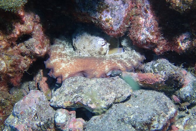 SSI basic diver In Tenerife - 2 Dives - The second immersion: reef exploration to 12 meters