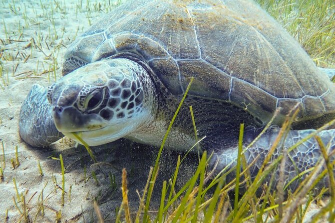 SSI basic diver In Tenerife - 2 Dives - Why the small group limit matters