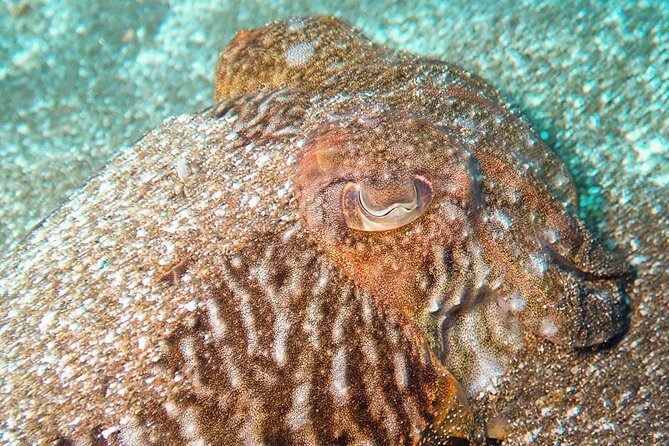 SSI basic diver In Tenerife - 2 Dives - Your first immersion: breathing, balance, and trust