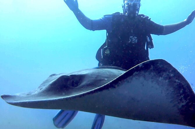 SSI Open Water Diver Course in Tenerife - Sea turtles, rays, octopus, and Canarian fish