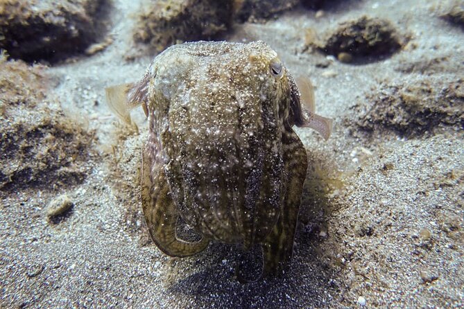 SSI Open Water, South Tenerife - The underwater setting around Tenerife