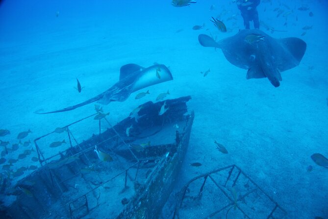 Submarine tour Tenerife: a 1 hour underwater experience - How Much Does the Tenerife Submarine Tour Cost?