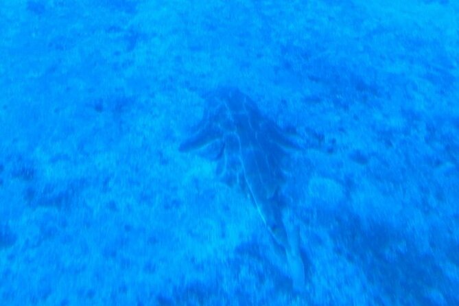 Submarine tour Tenerife: a 1 hour underwater experience - My Verdict on the One-Hour Submarine Trip