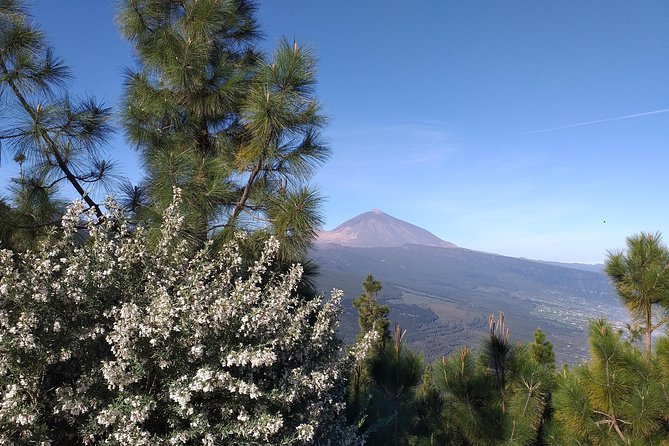 Teide essential Shore Excursion VIP TOUR - La Laguna, 45 minutes in Tenerife’s old capital