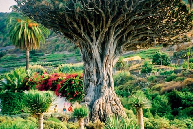 Teide-Icod-Garachico-Masca (Most popular bus tour in Tenerife) - Price, lunch, and the value of the day