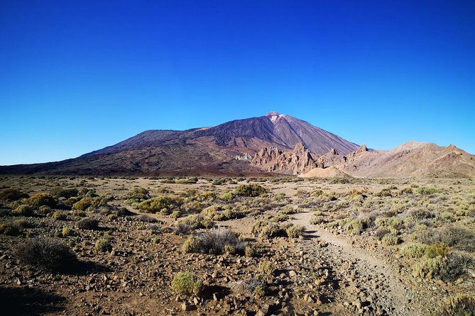 Teide National Park for smaller groups - El Pino Gordo and Tenerife’s giant pine