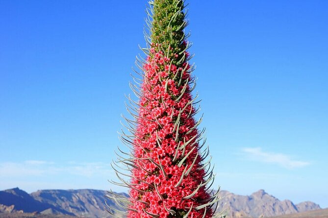 Teide National Park Full Experience with Professional Guide - Minas de San Jose, Tenerife’s most otherworldly stop