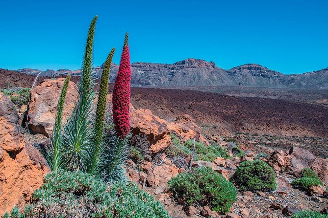 Teide National Park Half Day Tour with Hotel Pick up - Guide quality and group size