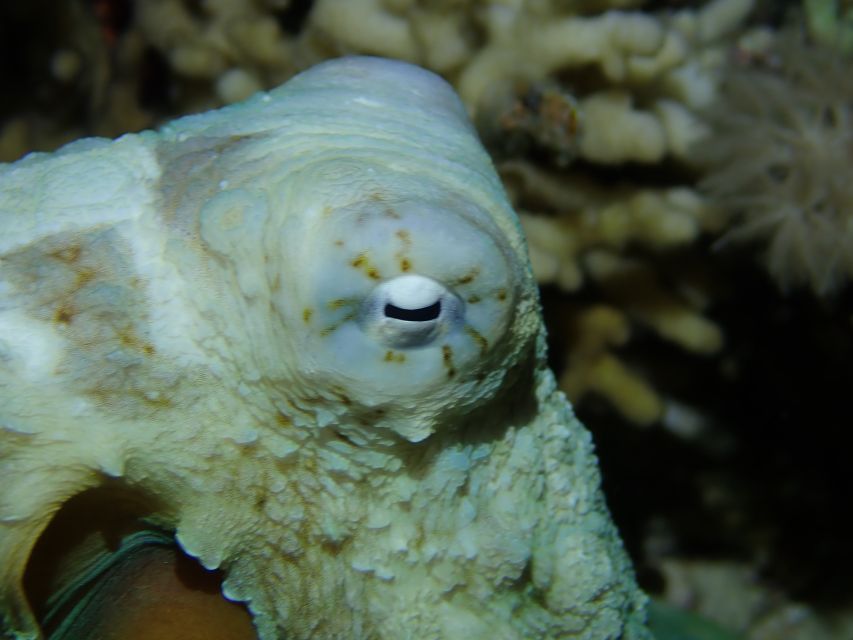Tenerife: 2-Dive Private Scuba Discovery Course - Key points to know before booking