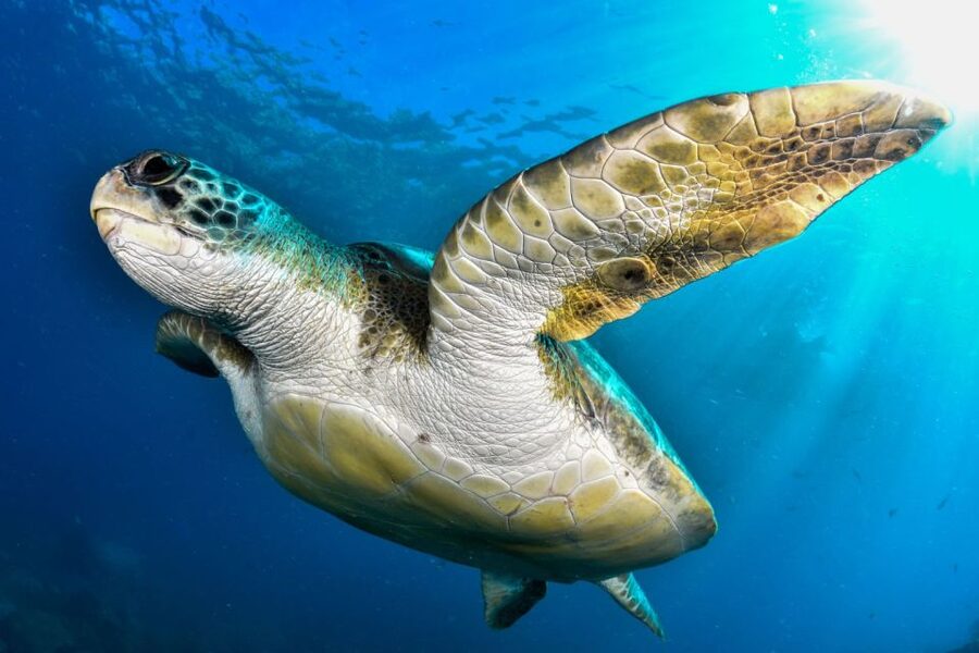 Tenerife: 2-Dive Private Scuba Discovery Course - Price, timing, and what to pack
