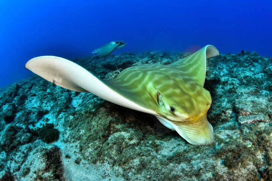 Tenerife: 2-Dive Private Scuba Discovery Course - Who will get the most from this experience