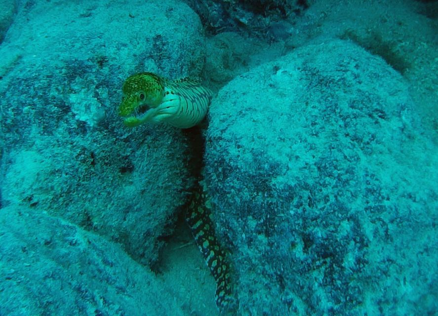 Tenerife: 2 Diving Sessions for Certified Divers - Should you book these two Tenerife sessions?