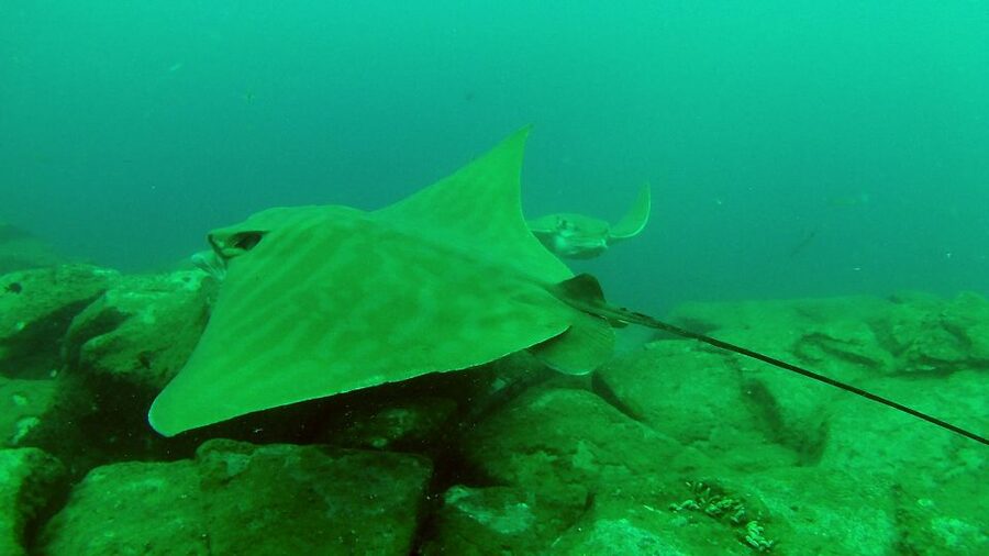 Tenerife: 2 Diving Sessions for Certified Divers - When a boat start changes the feel