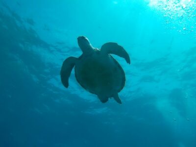 2 Diving Sessions for Certified Divers