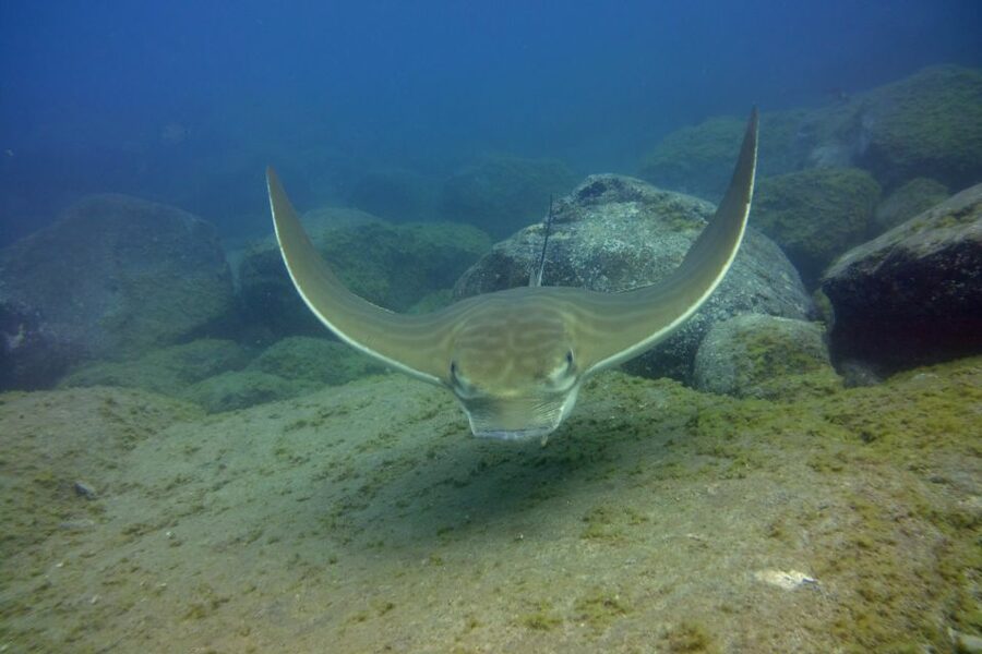 Tenerife: 2 Diving Sessions for Certified Divers - Equipment, insurance, and the real price