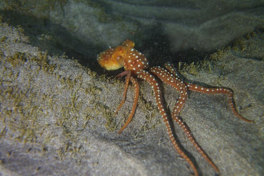 Tenerife: 2 Diving Sessions for Certified Divers - Transport and the five-hour rhythm