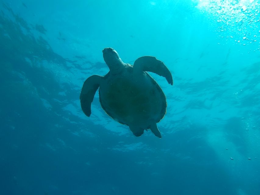 Tenerife: 2 Diving Sessions for Certified Divers - Shore sessions near the start of the day