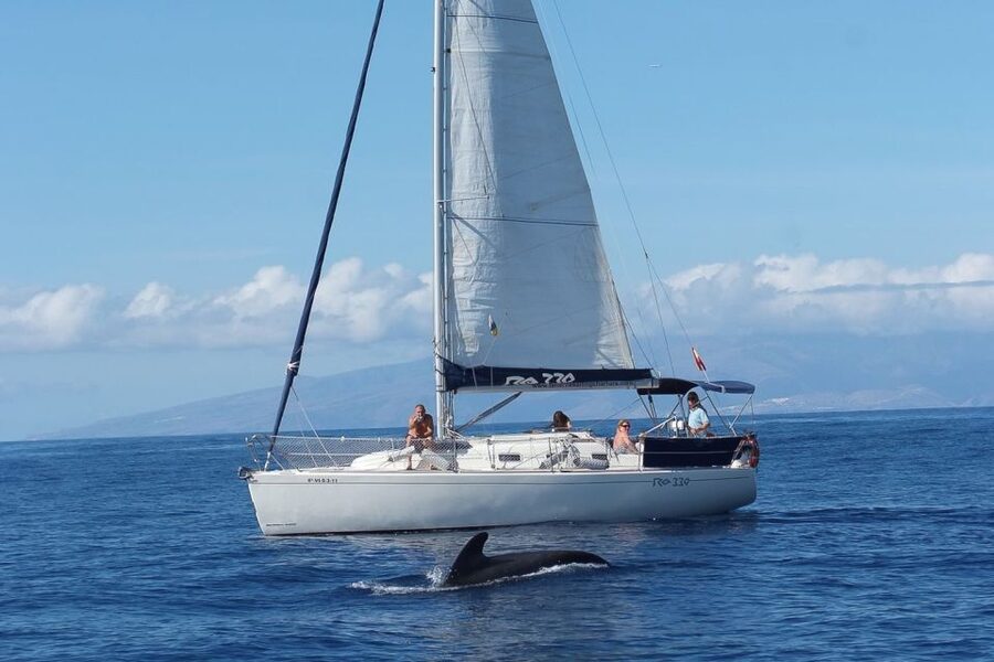 Tenerife: 3 &-6 Hour Private Whale & Dolphin Watching - Key points to know before sailing