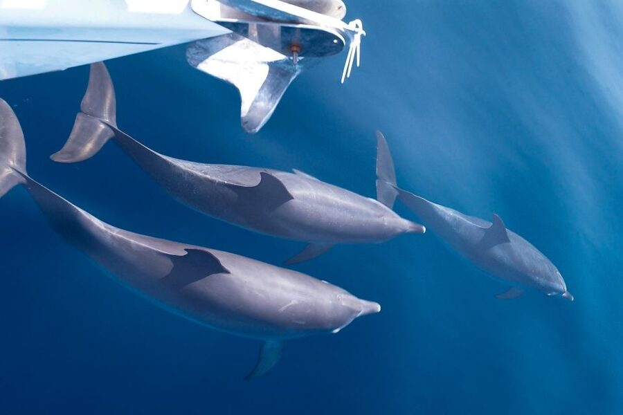Tenerife: 3 &-6 Hour Private Whale & Dolphin Watching - Sailing out of Puerto Colón on the Gran Azor
